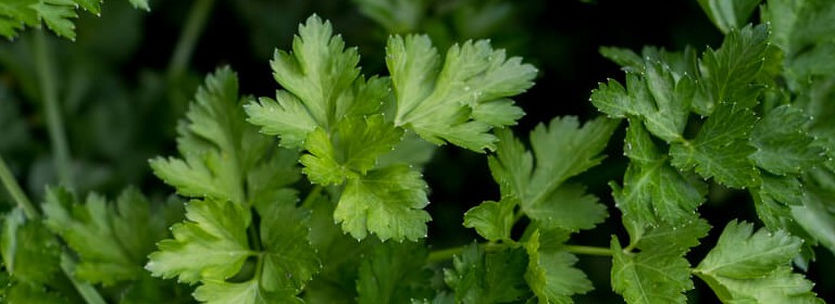 Celery Medicinal Herb